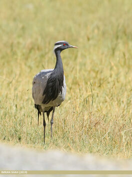 Demoiselle Crane (Grus virgo) - Kostenloses image #468883